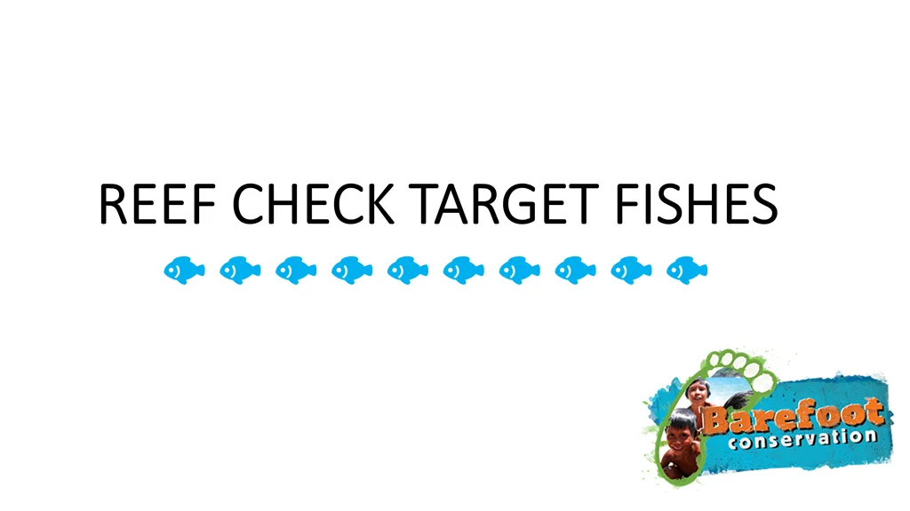 reef check target fishes reef check target fishes