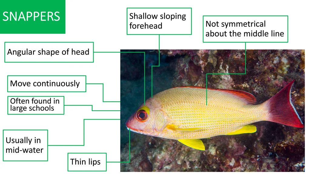 snappers snappers