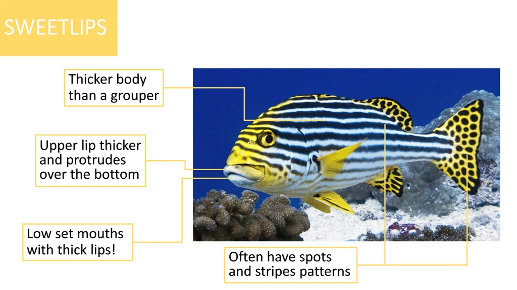 sweetlips sweetlips