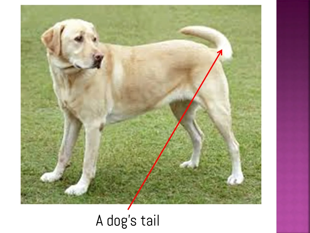 a dog s tail
