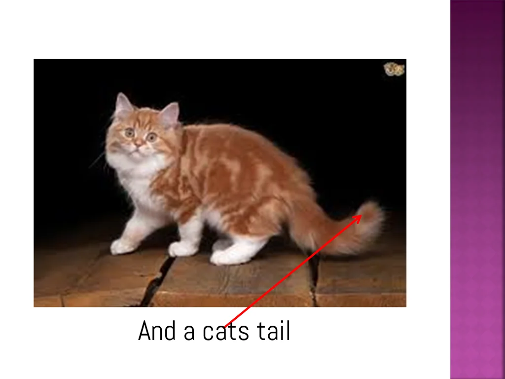 and a cats tail