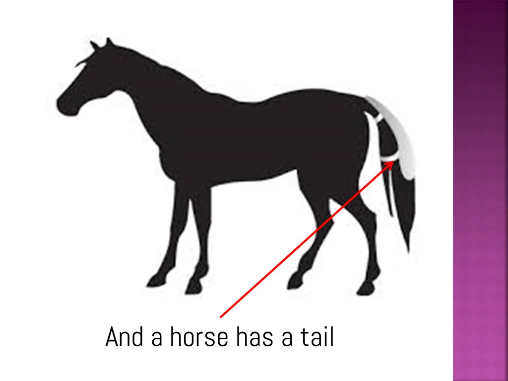 and a horse has a tail