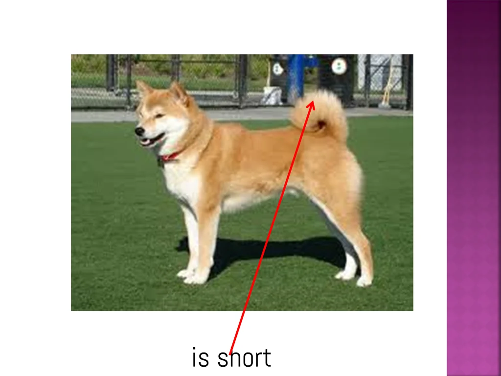 is short