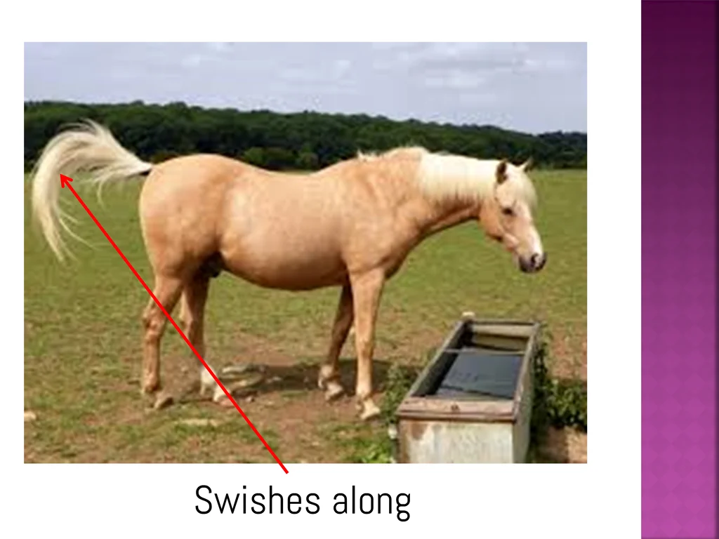 swishes along